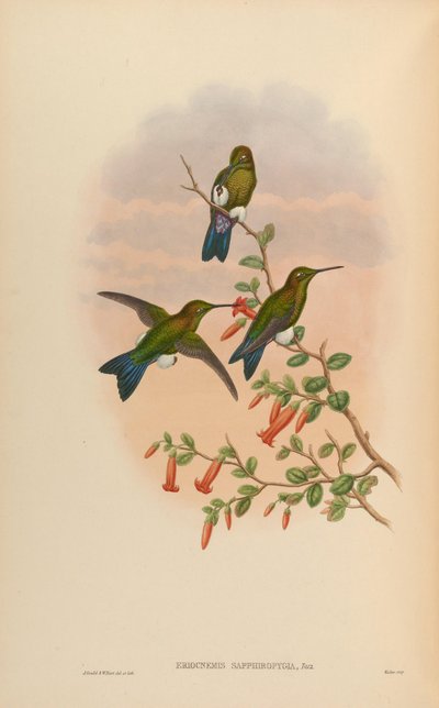 Eriocnemis sapphiropygia = Eriocnemis luciani sapphiropygia - John Gould